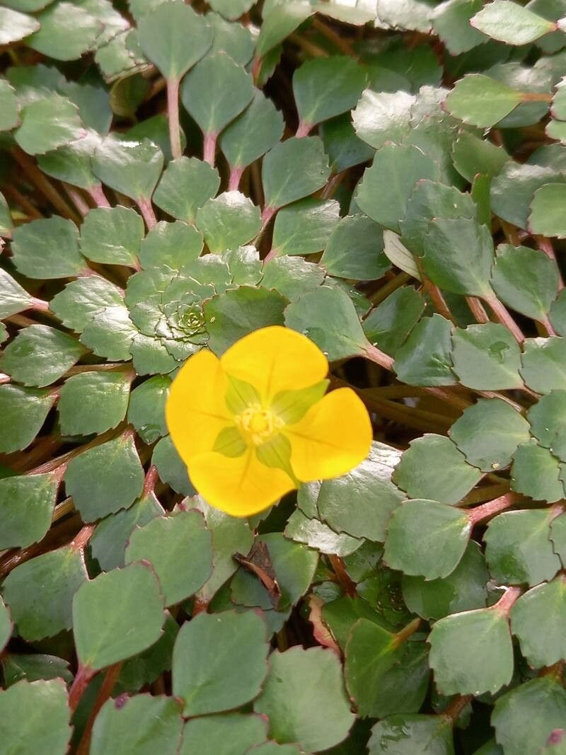 Ludwigia sedioides flower