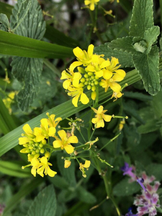 Bunias orientalis flower