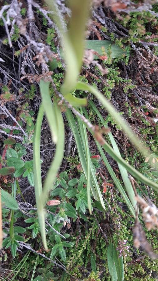 Gymnadenia × heufleri — houseplant care guide