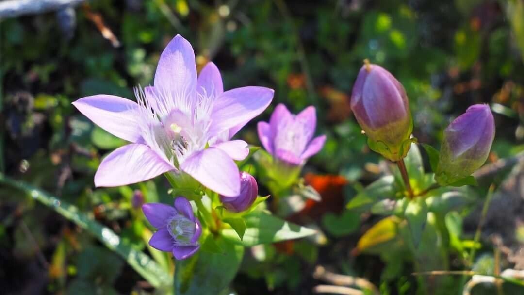 Gentianella austriaca flower