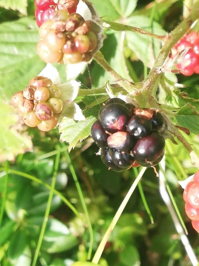 Rubus plicatus fruit