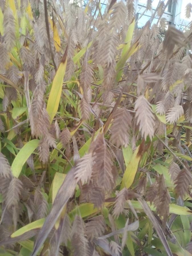 Chasmanthium latifolium flower