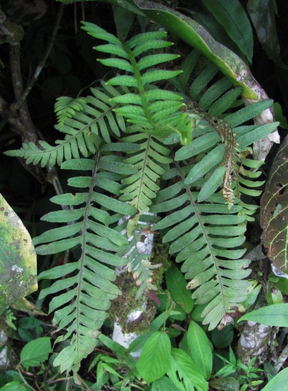 Pleopeltis remota leaf