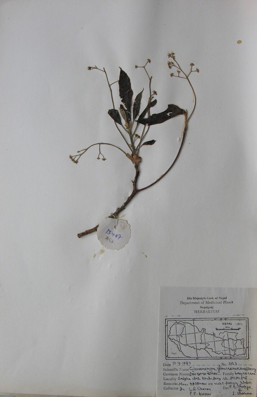 Cinnamomum tenuipile — search result for 'Cinnamomum'