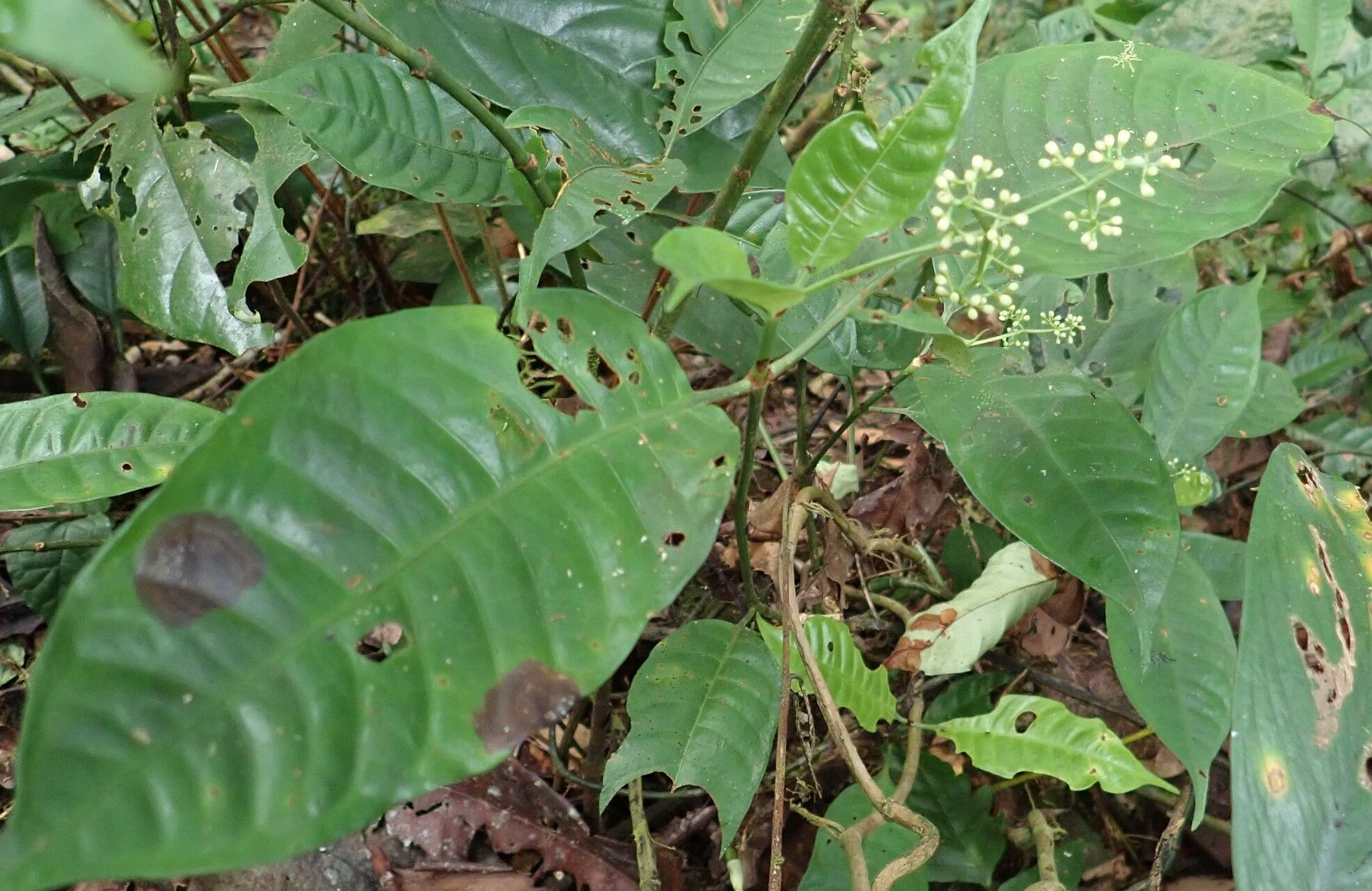 Psychotria solfiana flower