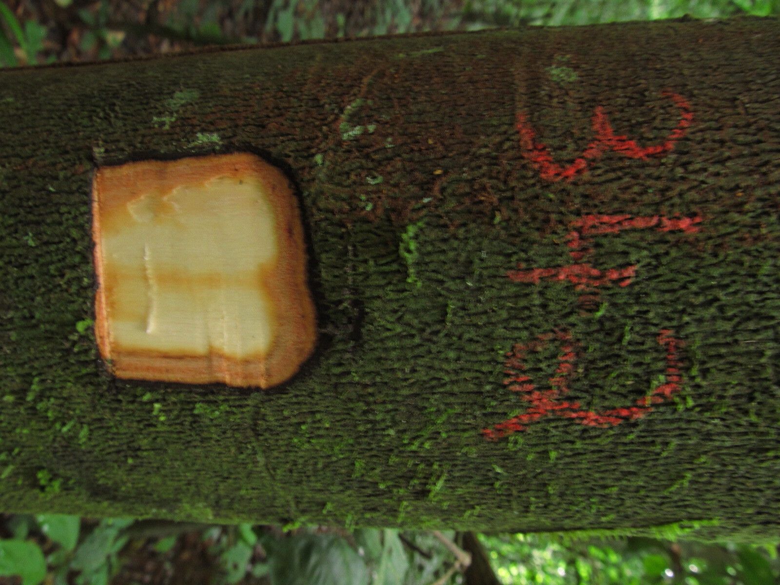 Diospyros fragrans bark