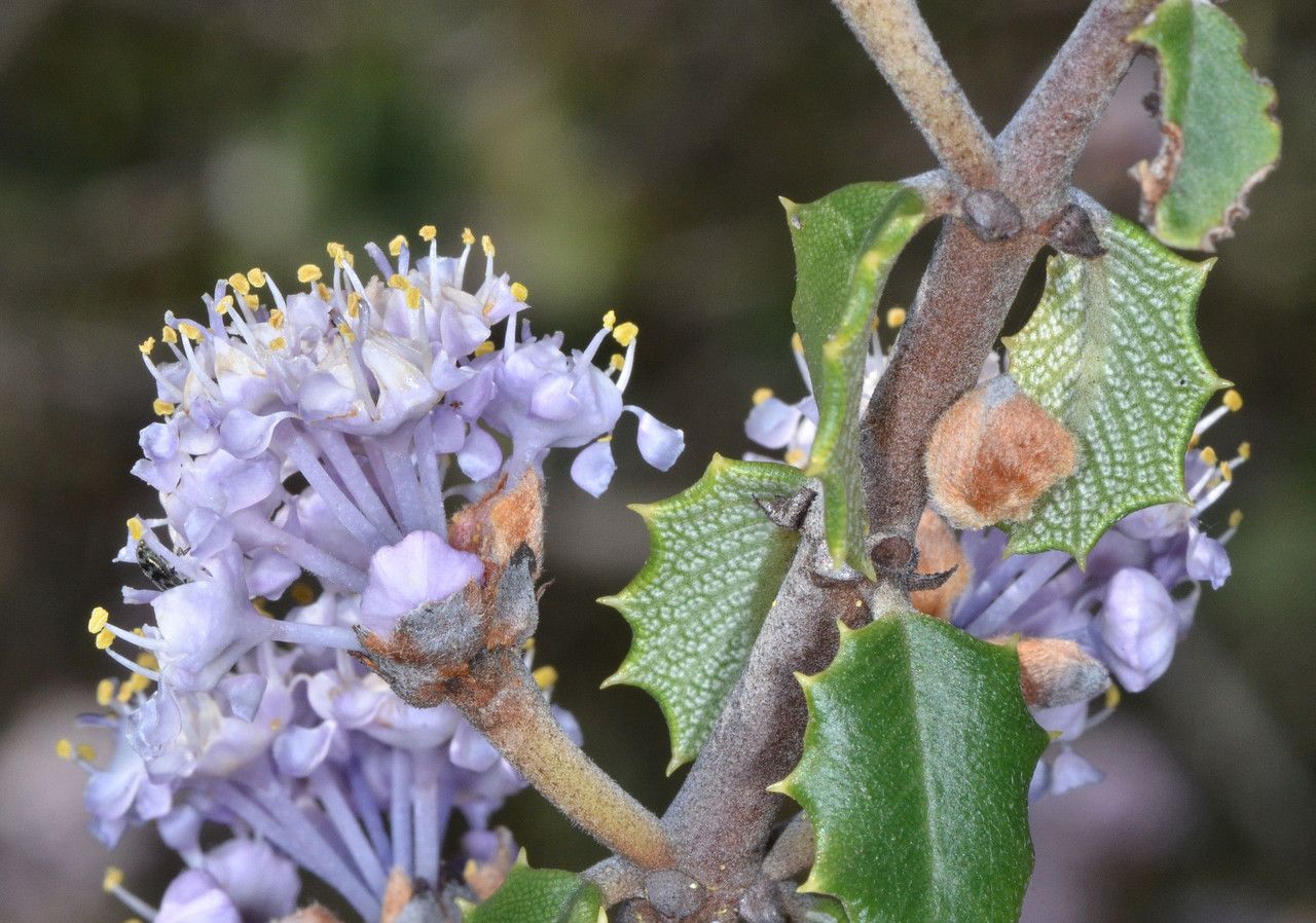 Ceanothus jepsonii flower