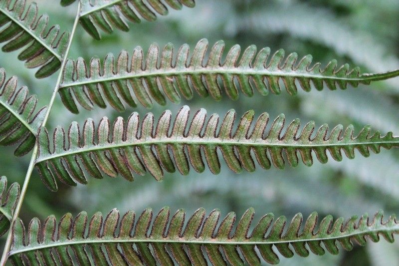Pteris linearis other