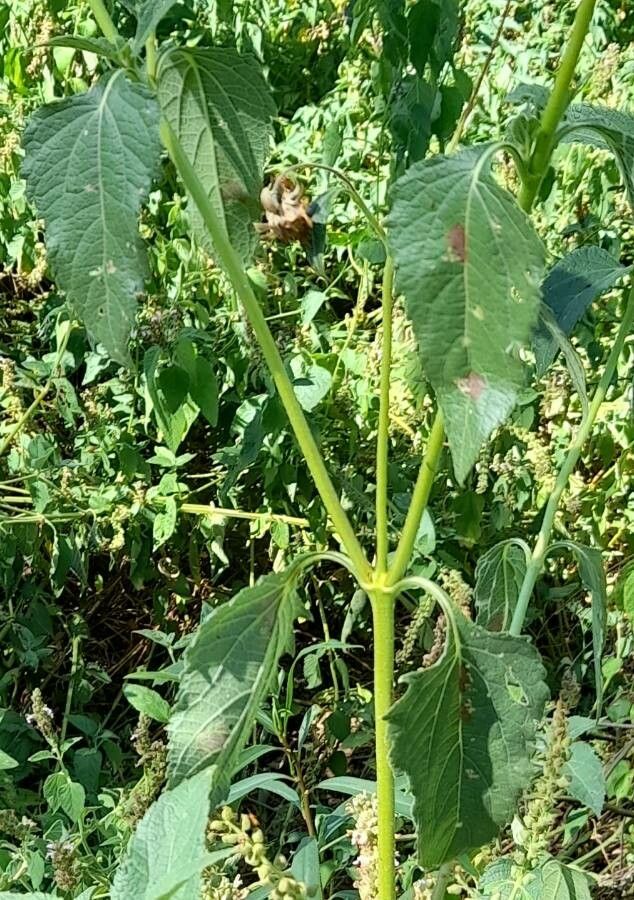 Aspilia silphioides bark