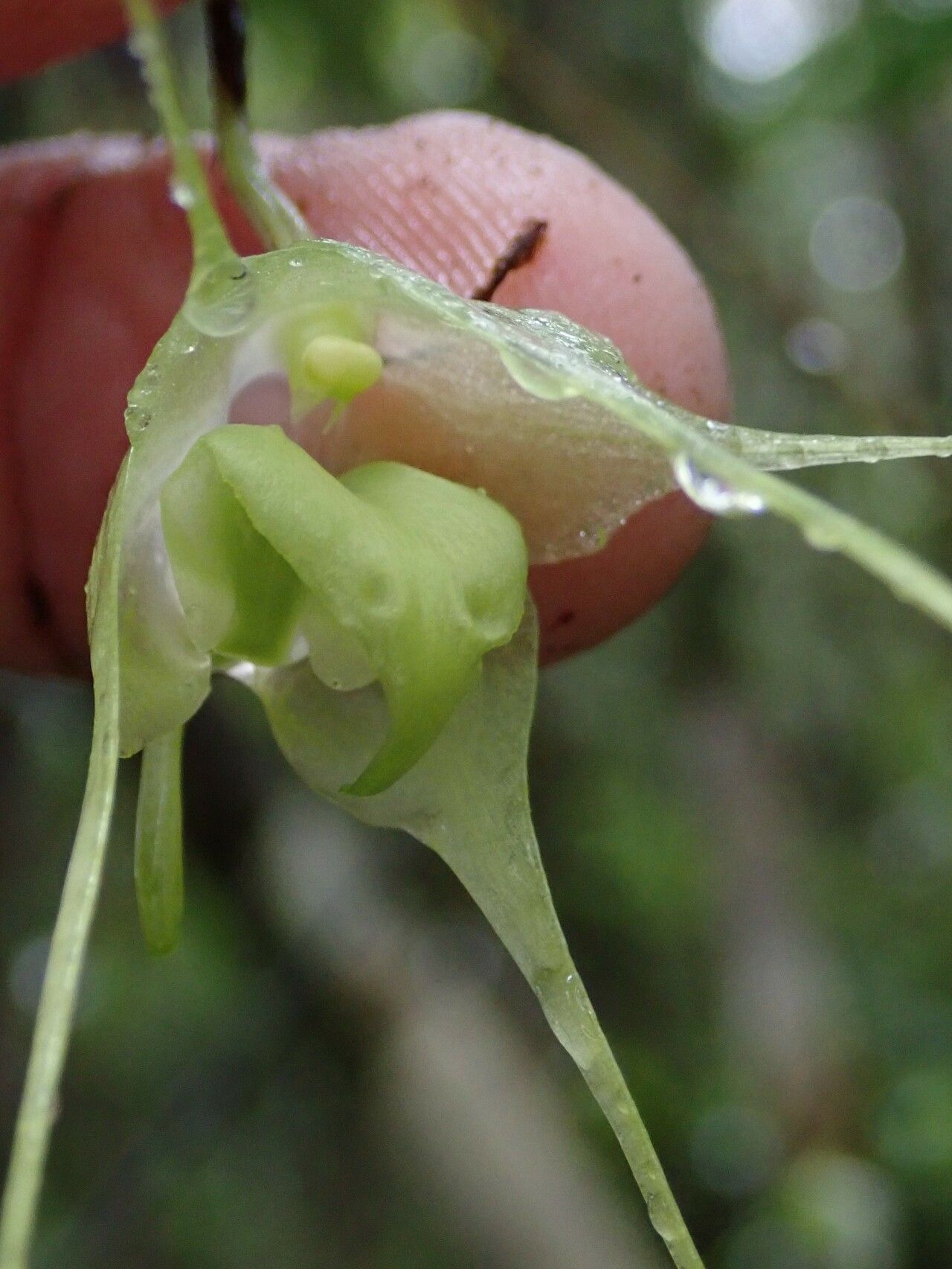 Aeranthes antennophora — related species from the same genus
