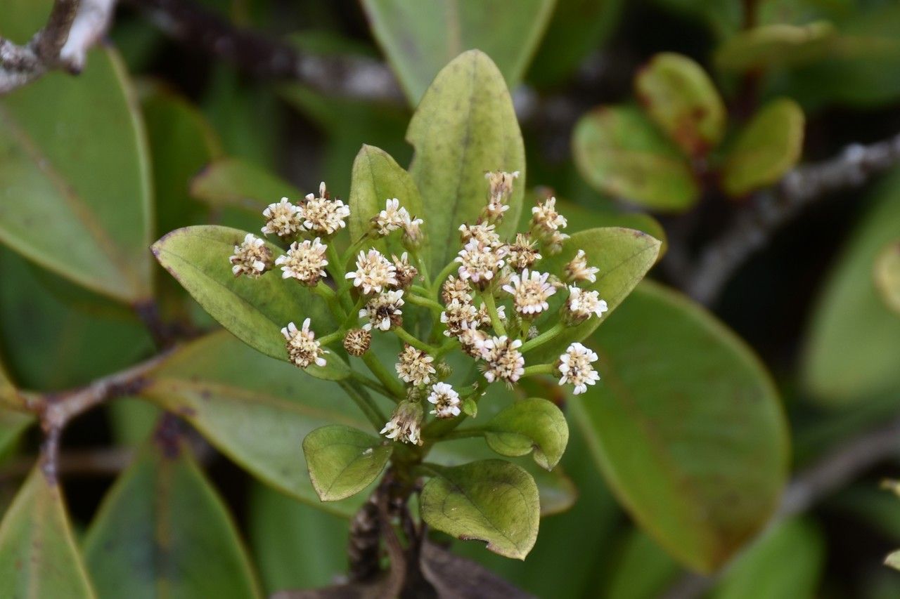 Psiadia terebinthina flower