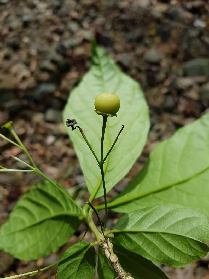 Aegiphila costaricensis fruit