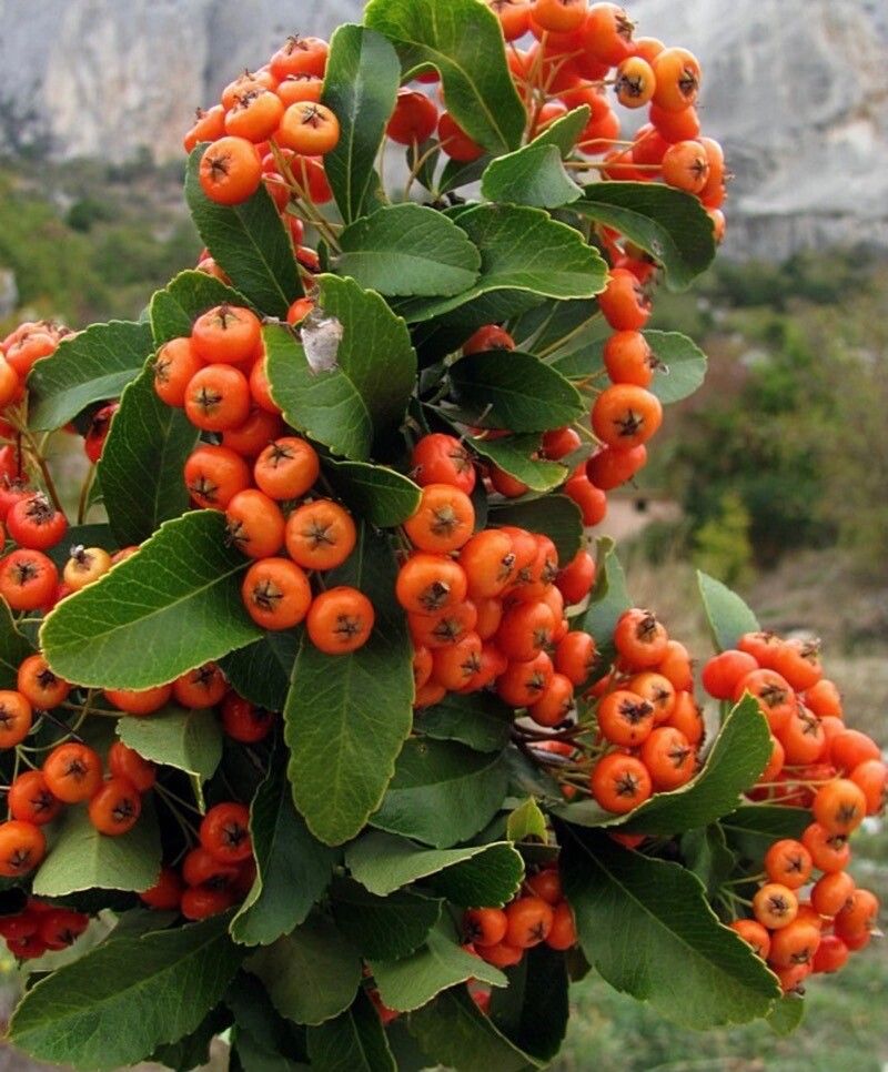 Pyracantha rogersiana fruit