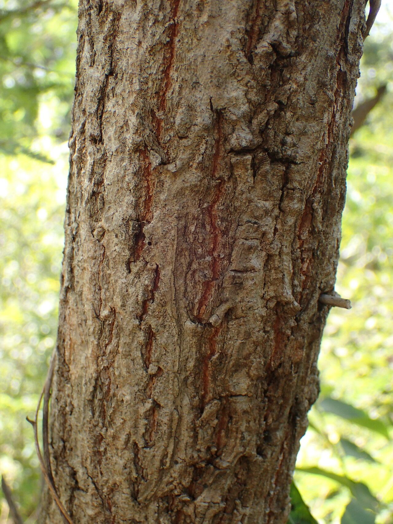 Terminalia laxiflora bark