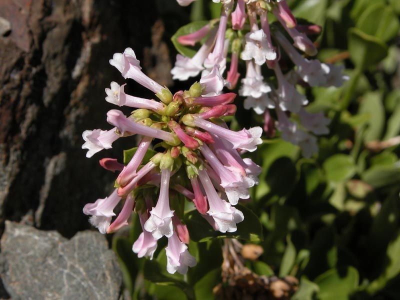 Penstemon tracyi flower