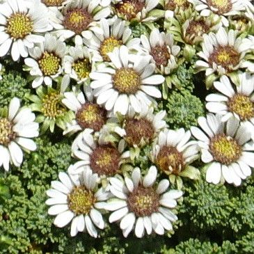Xenophyllum dactylophyllum flower
