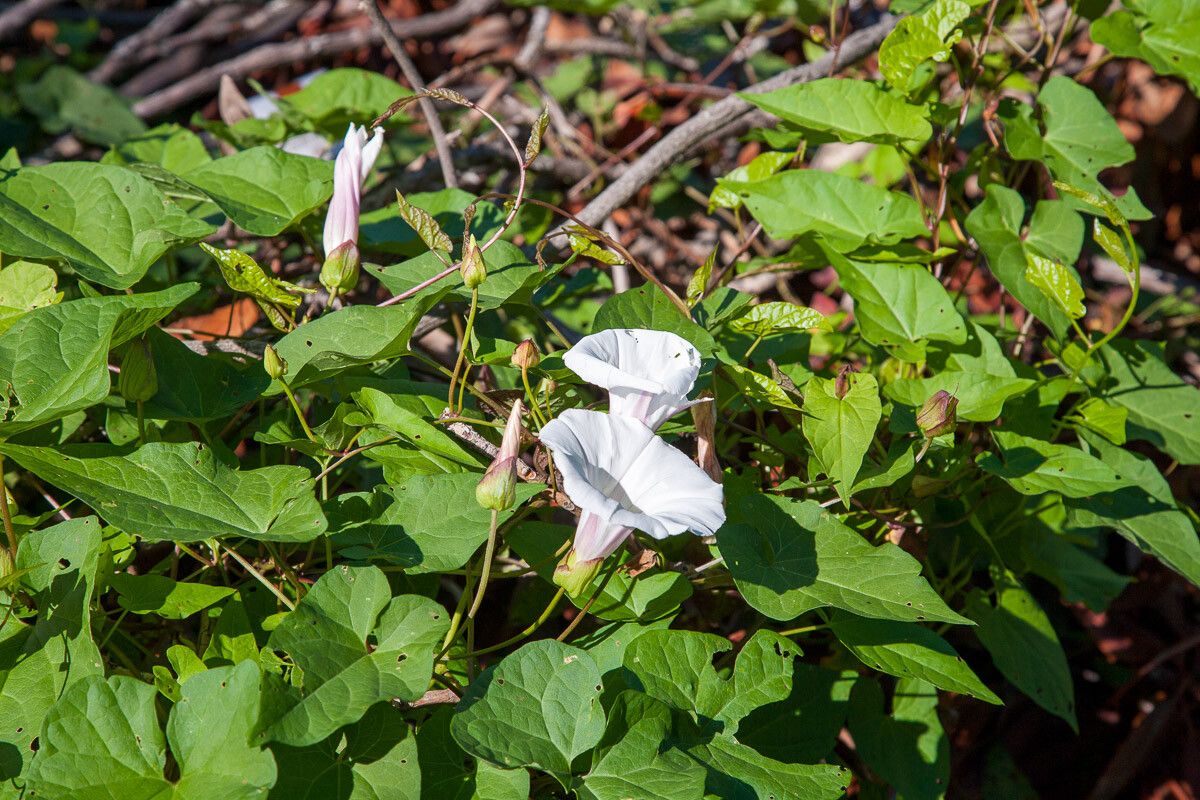 Calystegia silvatica — search result for 'Calystegia'