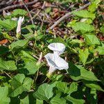 Calystegia silvatica