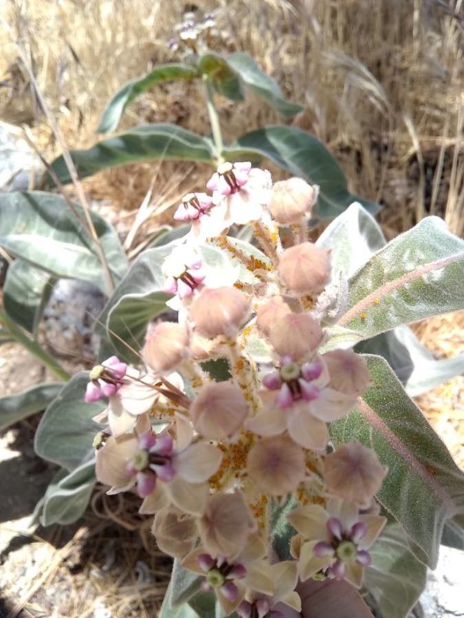 Asclepias eriocarpa flower