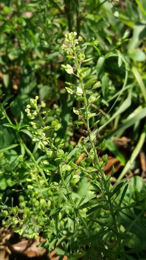 Lepidium densiflorum flower
