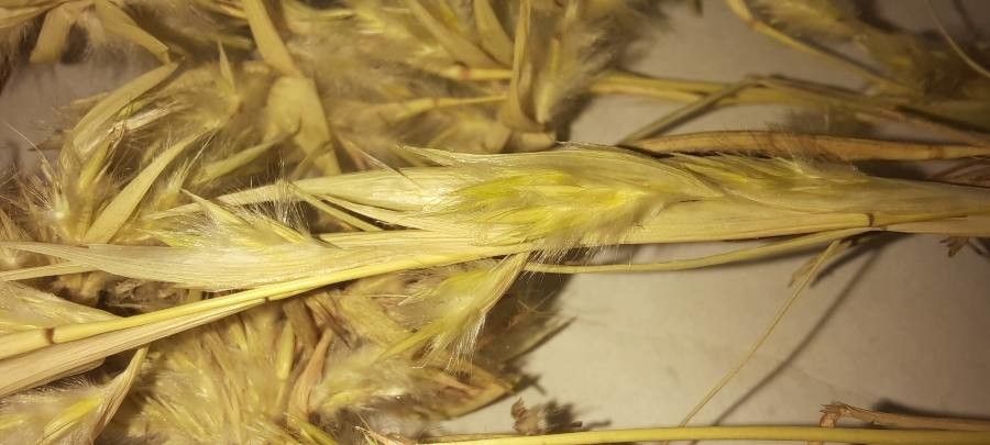 Cymbopogon iwarancusa — search result for 'Cymbopogon'