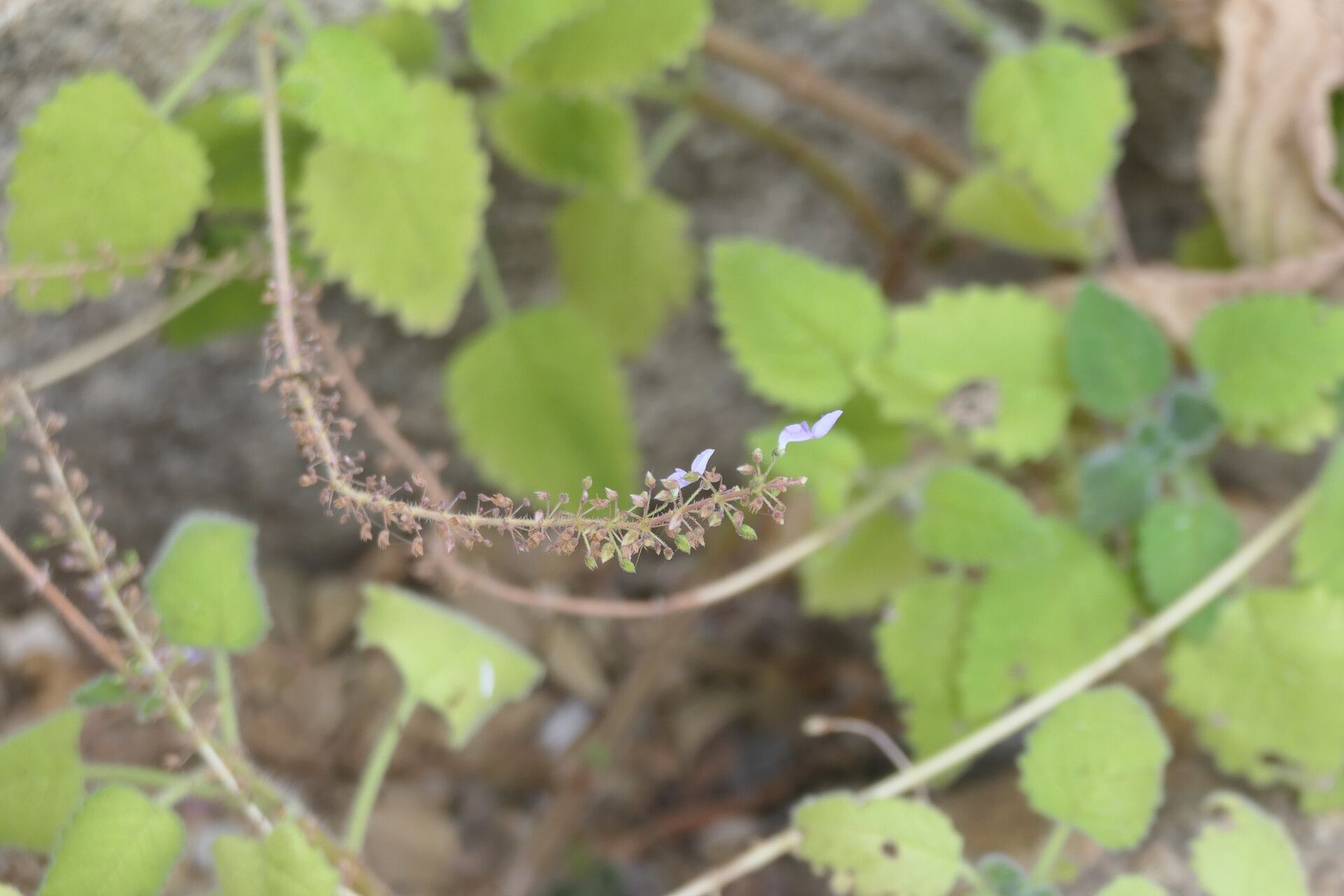 Coleus dinteri flower