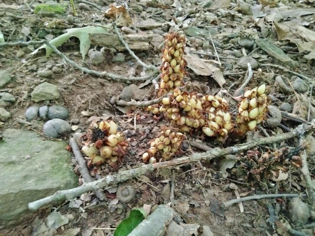 Conopholis americana — search result for 'Orobanchaceae'