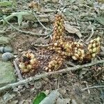 Conopholis americana