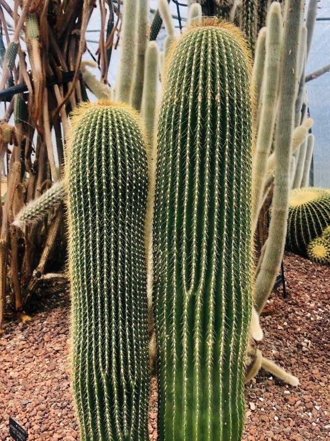 Neobuxbaumia polylopha leaf