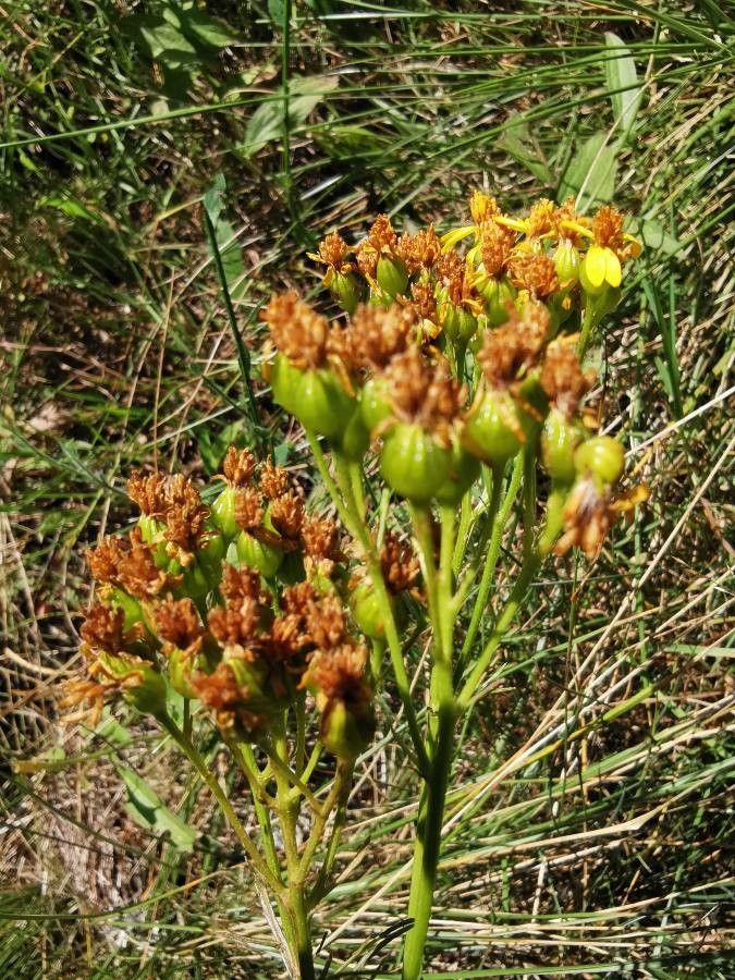Jacobaea adonidifolia fruit