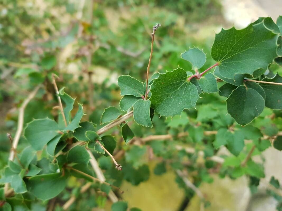 Berberis congestiflora — search result for 'Berberis'