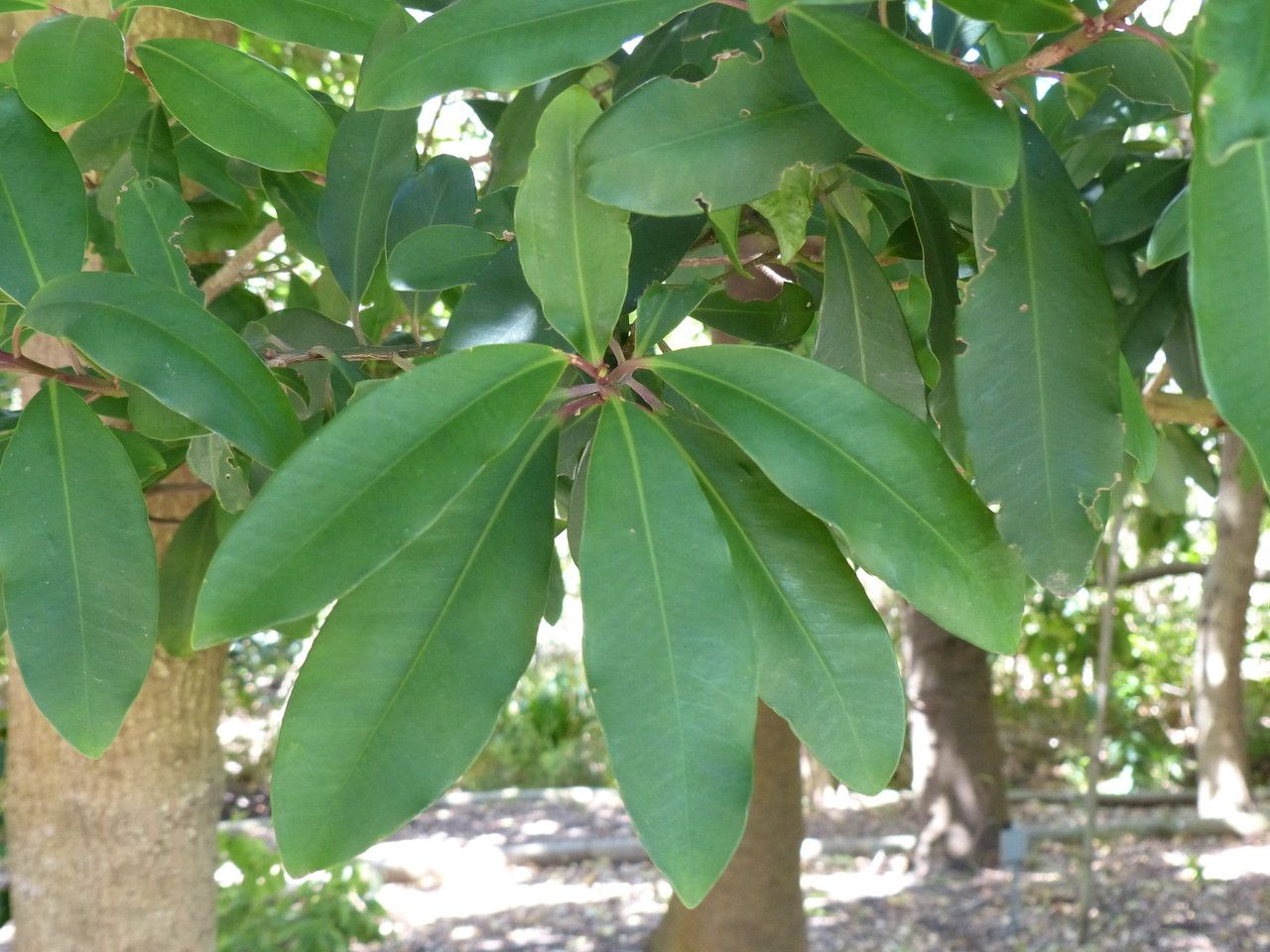 Myrsine melanophloeos leaf