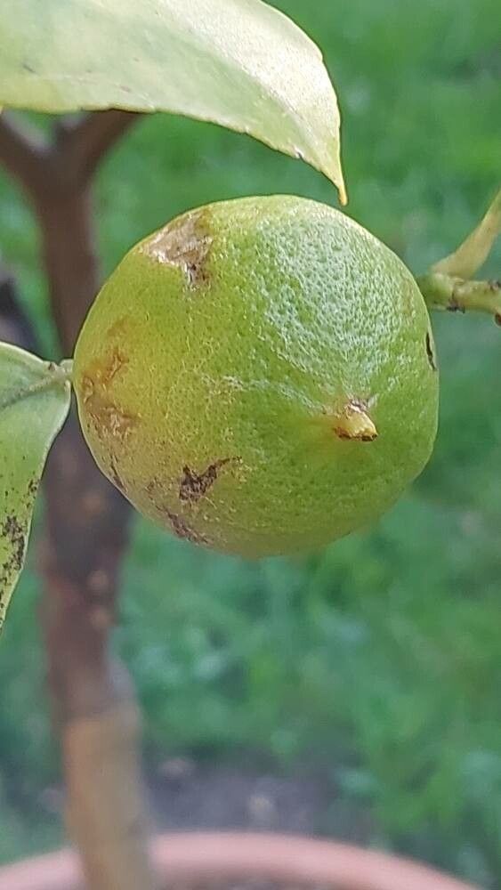 Citrus bergamia fruit