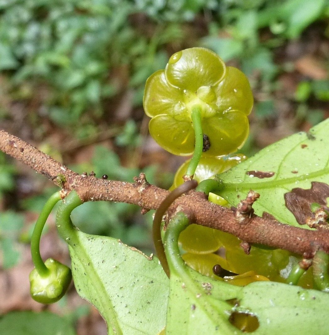 Salacia zenkeri fruit