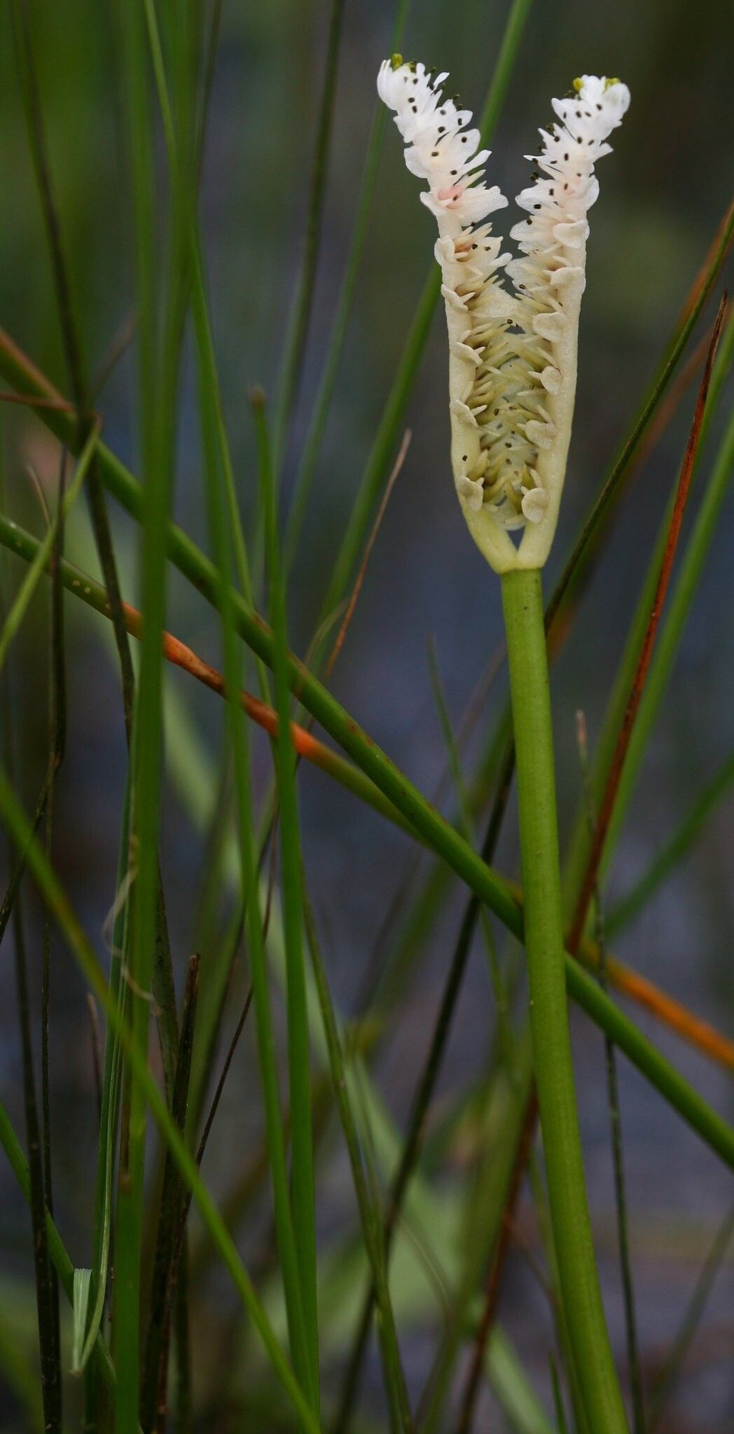 Aponogeton junceus — houseplant care guide