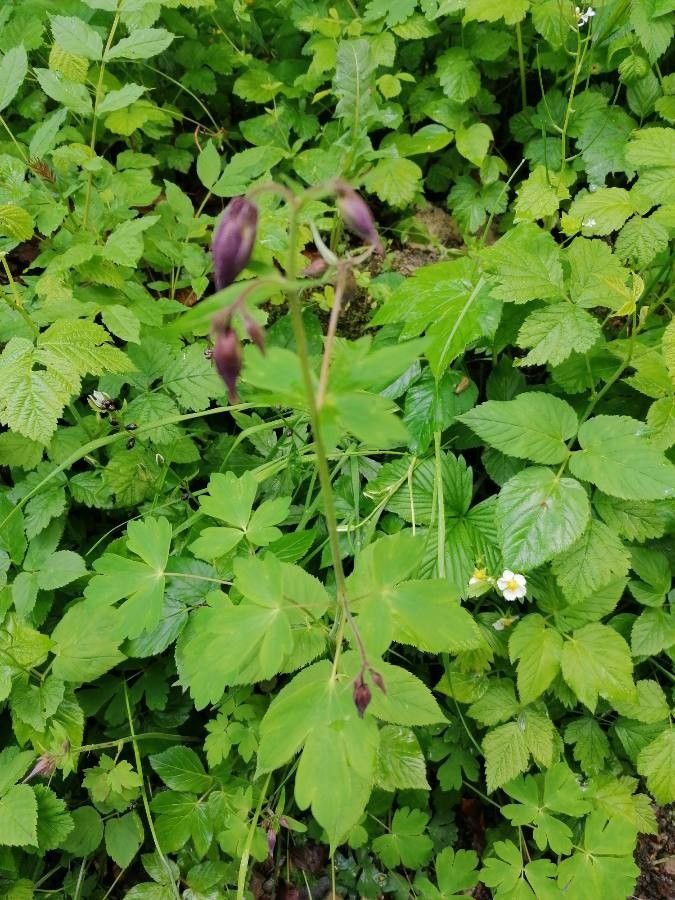 Aquilegia atrata flower