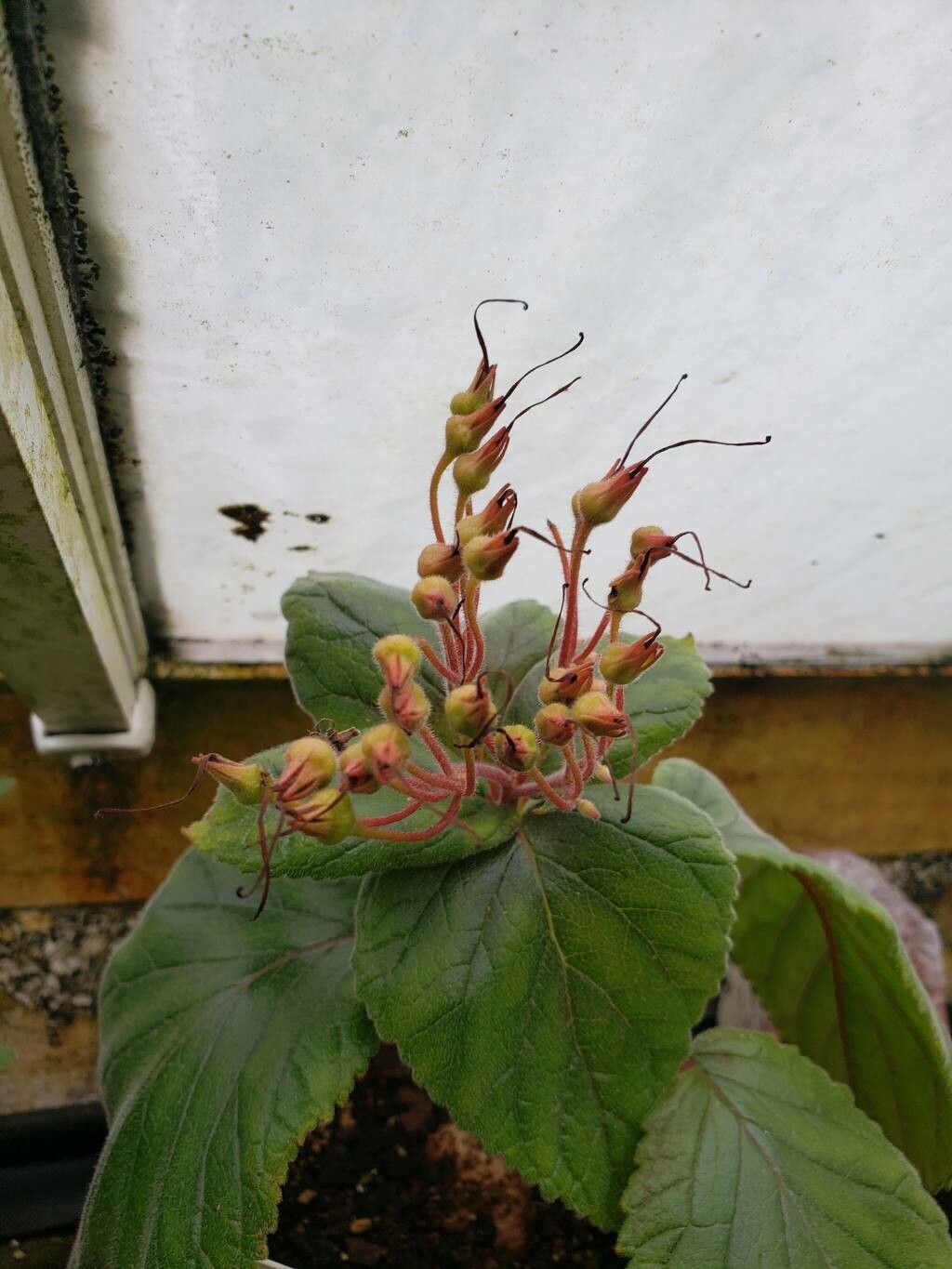 Sinningia ramboi fruit
