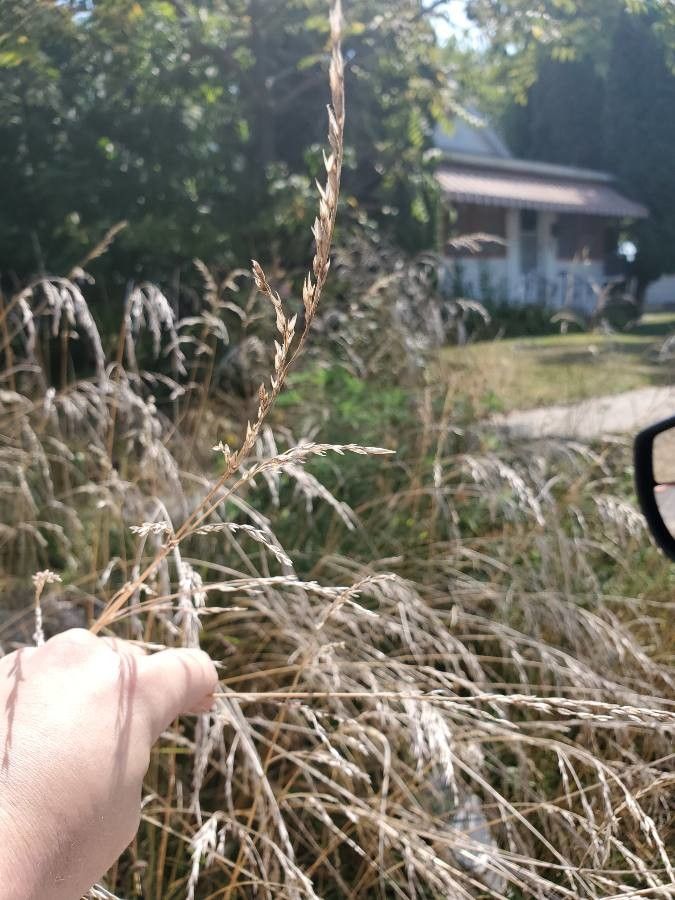Cinna arundinacea flower