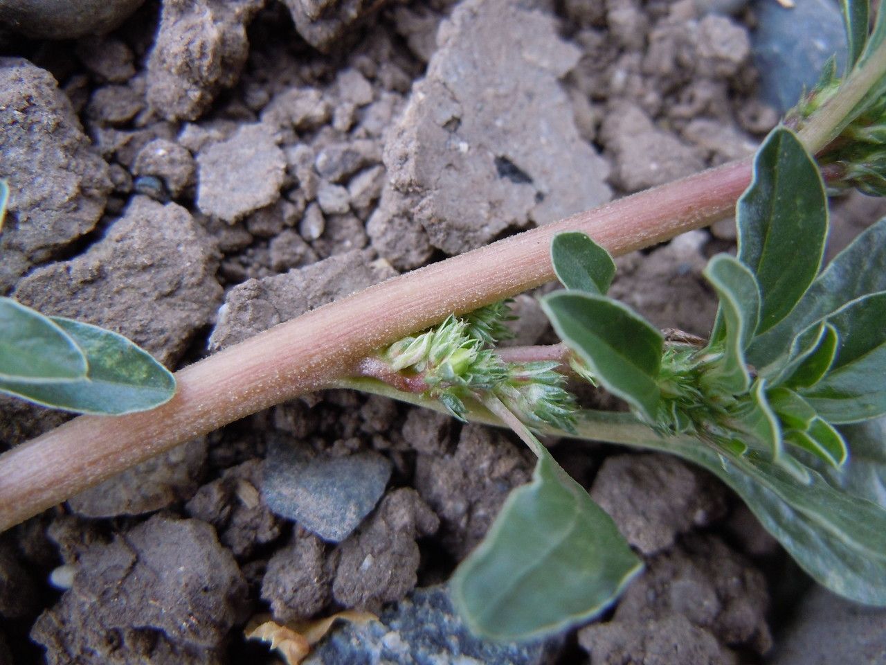 Amaranthus californicus bark