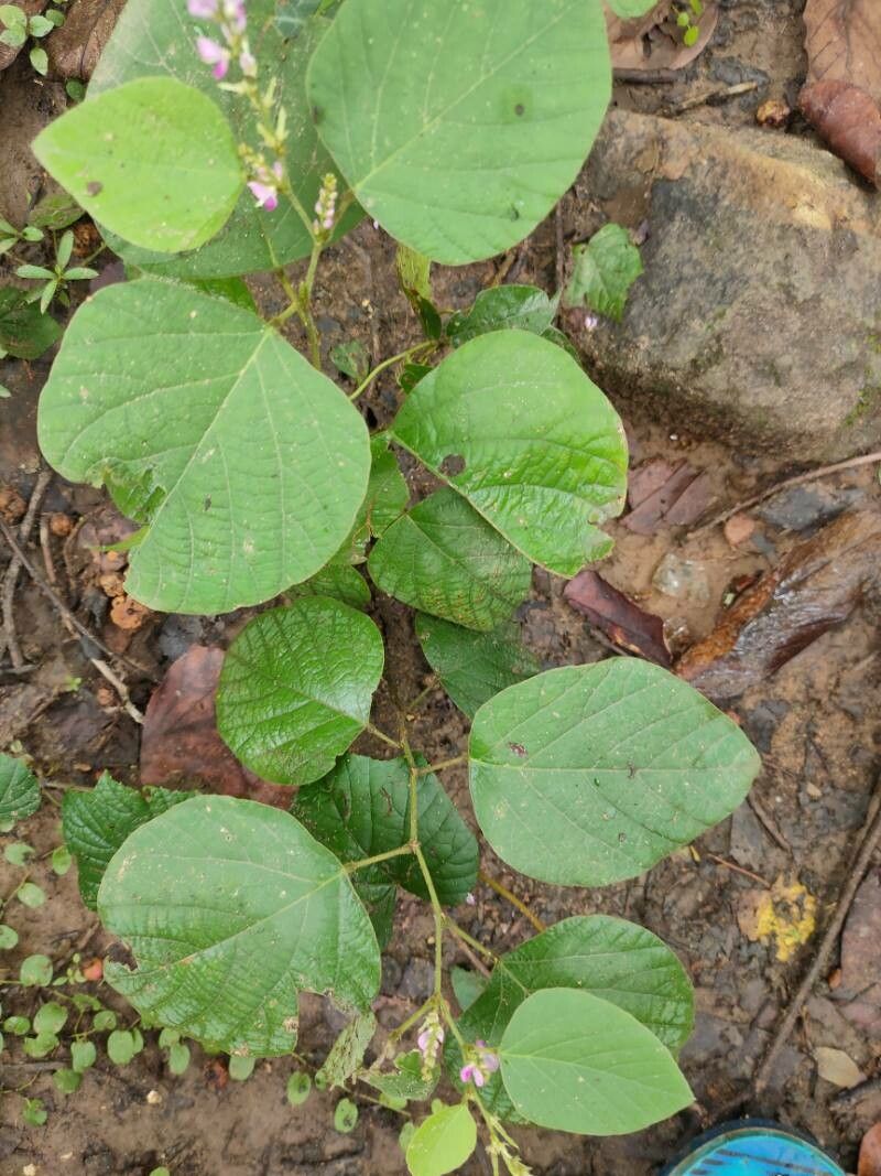 Desmodium gangeticum — search result for 'Desmodium'