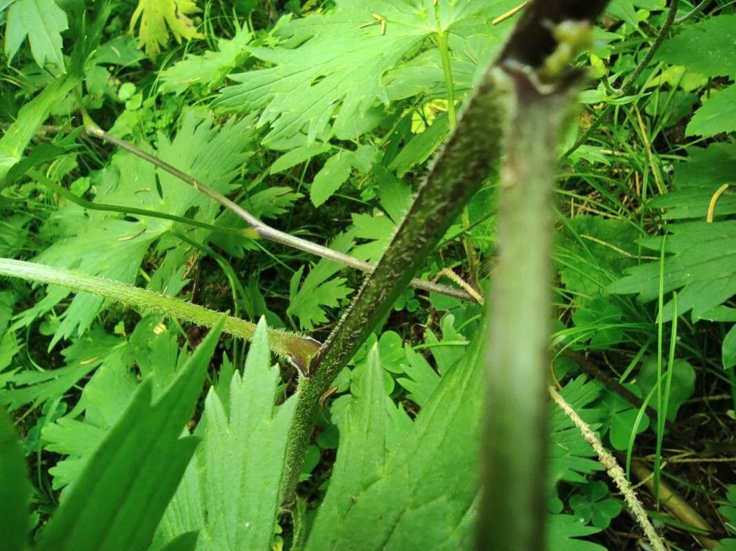 Aconitum moldavicum bark