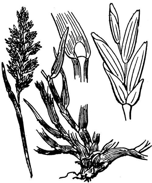 Pseudosclerochloa rupestris — houseplant care guide