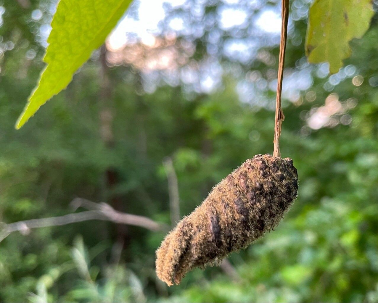 Helicteres jamaicensis fruit