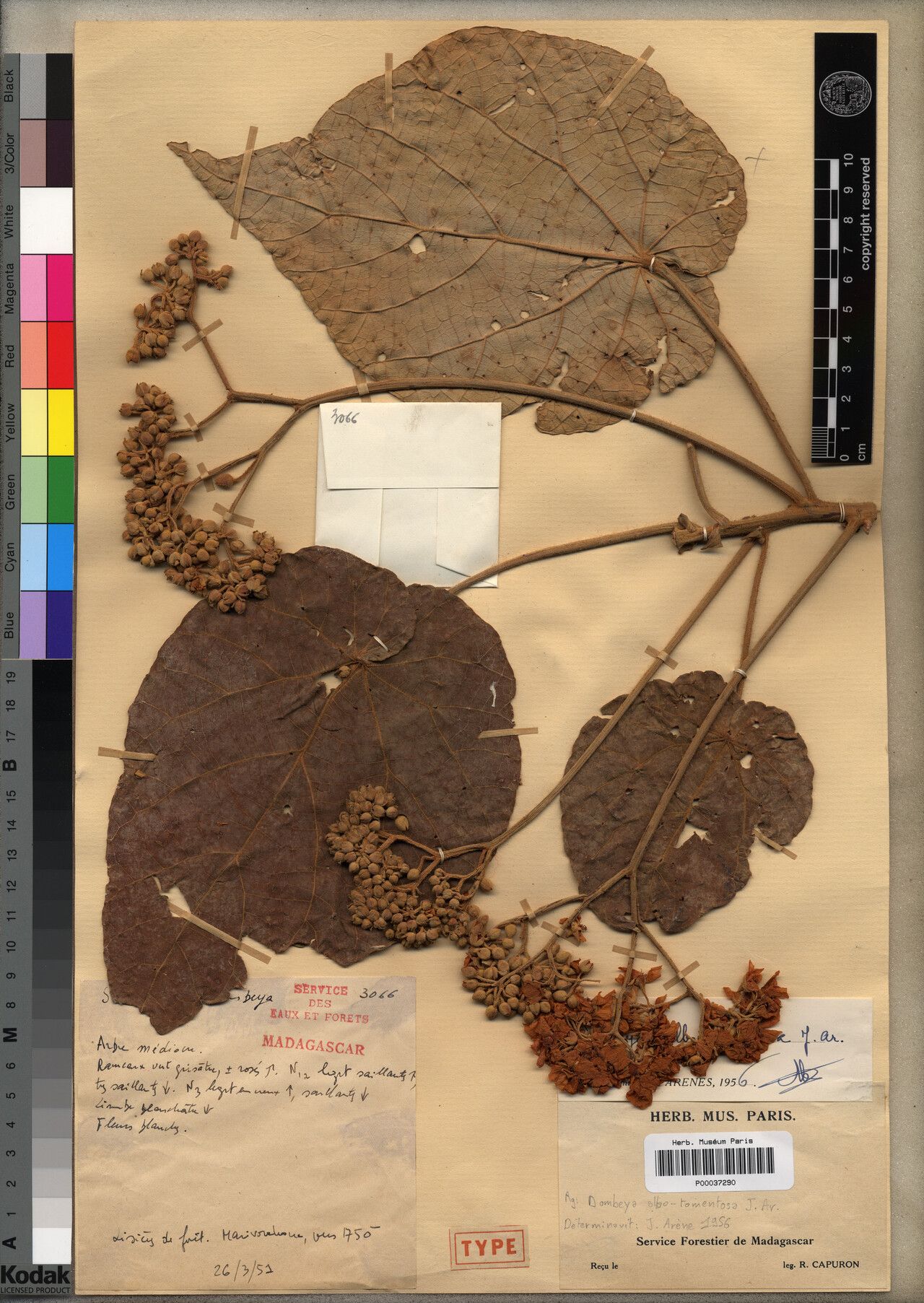 Dombeya albotomentosa — related species from the same genus