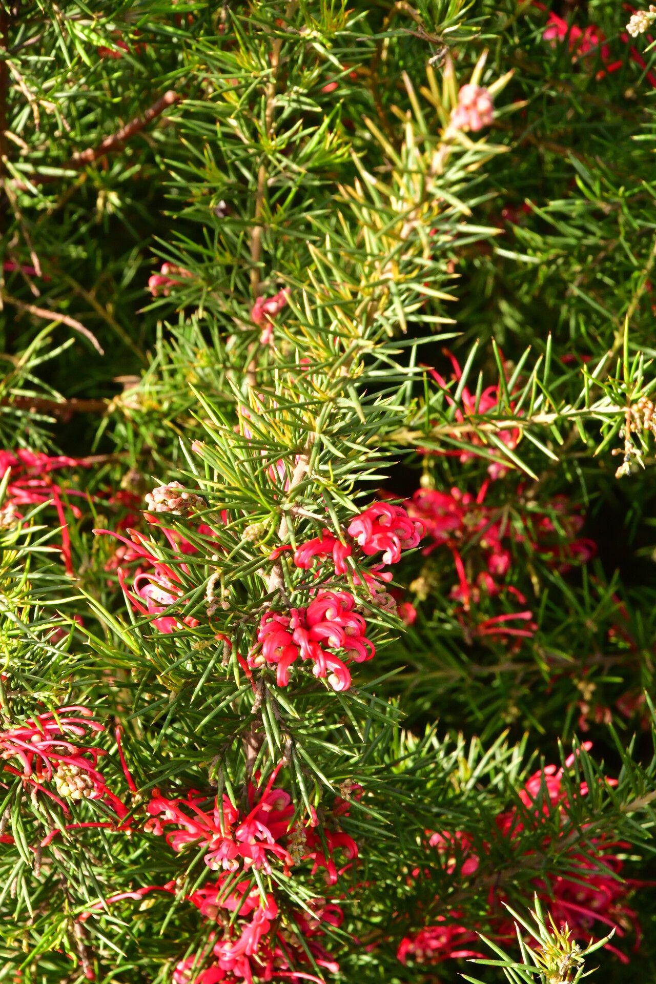 Grevillea juniperina habit