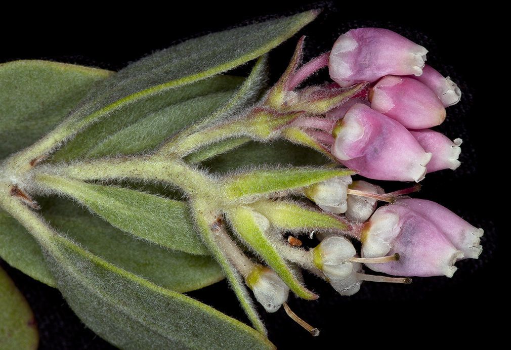 Arctostaphylos canescens flower