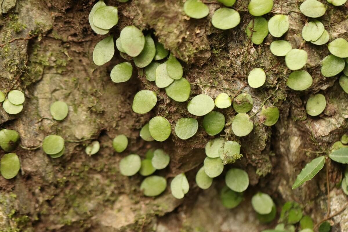 Lemmaphyllum microphyllum — houseplant care guide