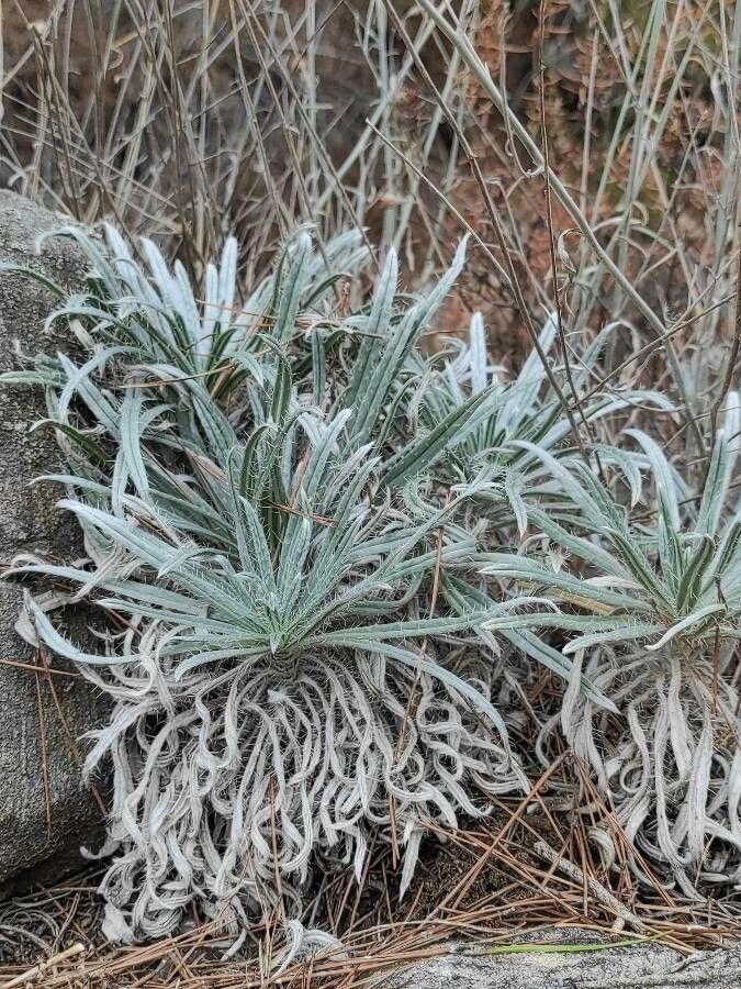 Pseudognaphalium microcephalum leaf