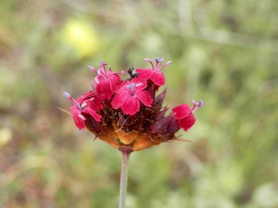 Dianthus pelviformis — houseplant care guide