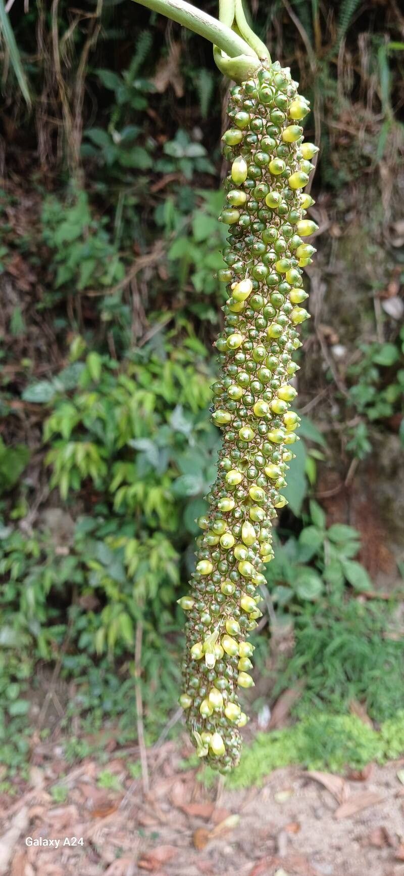 Anthurium trilobum fruit